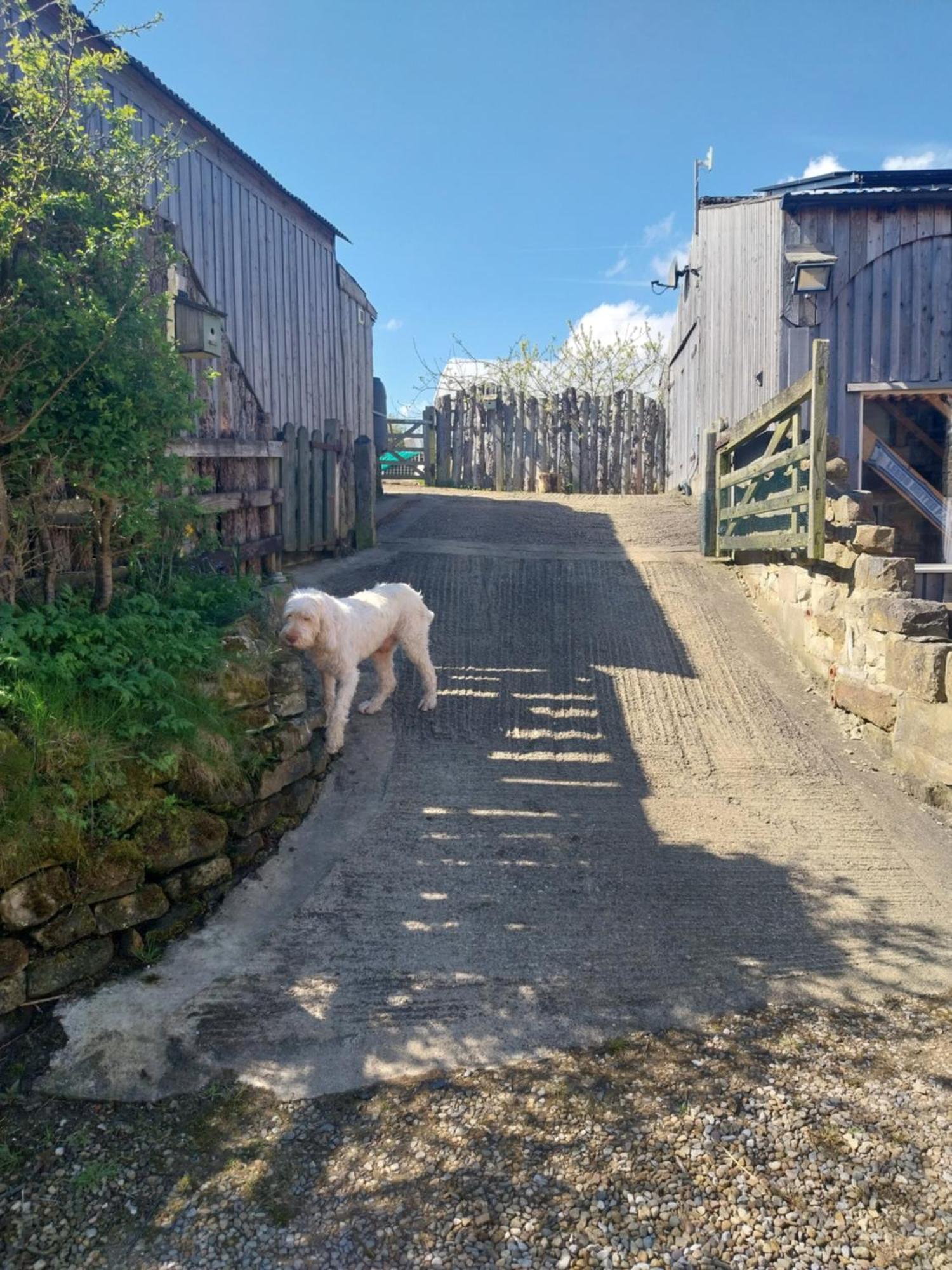 Meadowbeck - Shepherd Huts Fylingdales 外观 照片